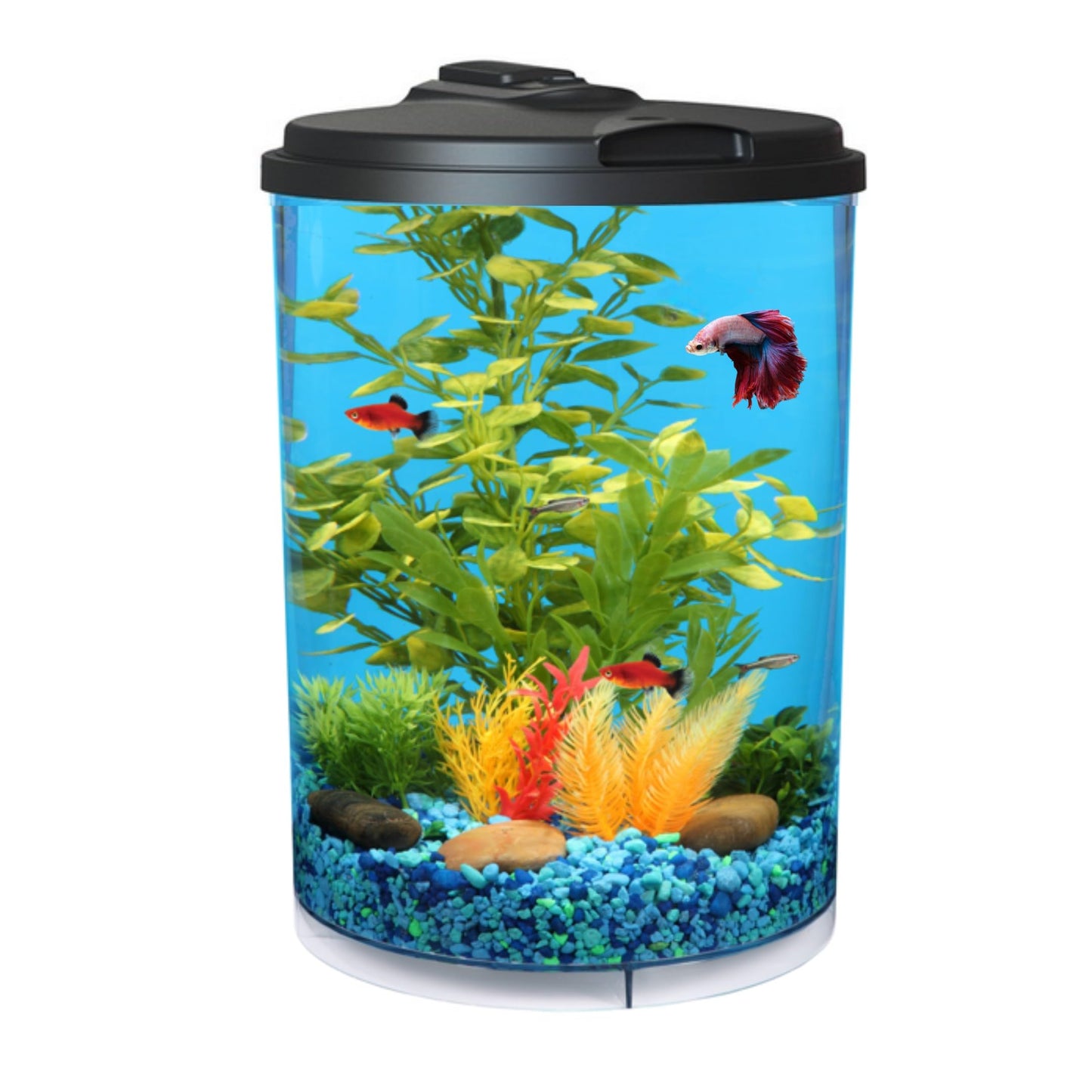 3-Gallon 360 Aquarium with LED Lighting (7 Color Choices) and Power Filter