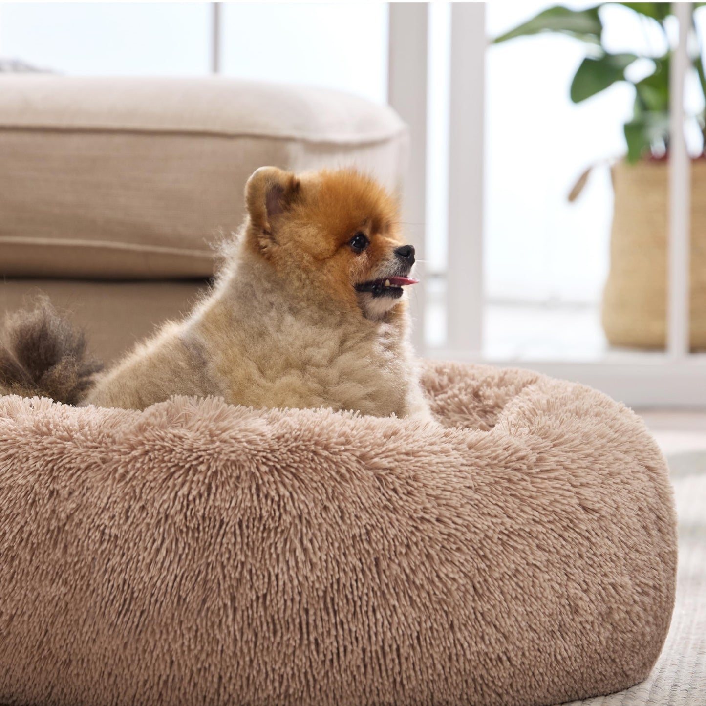 Calming Dog Bed for Small Dogs