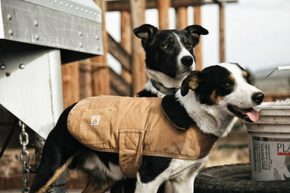 Firm Duck Insulated Dog Chore Coat Brown/Brass